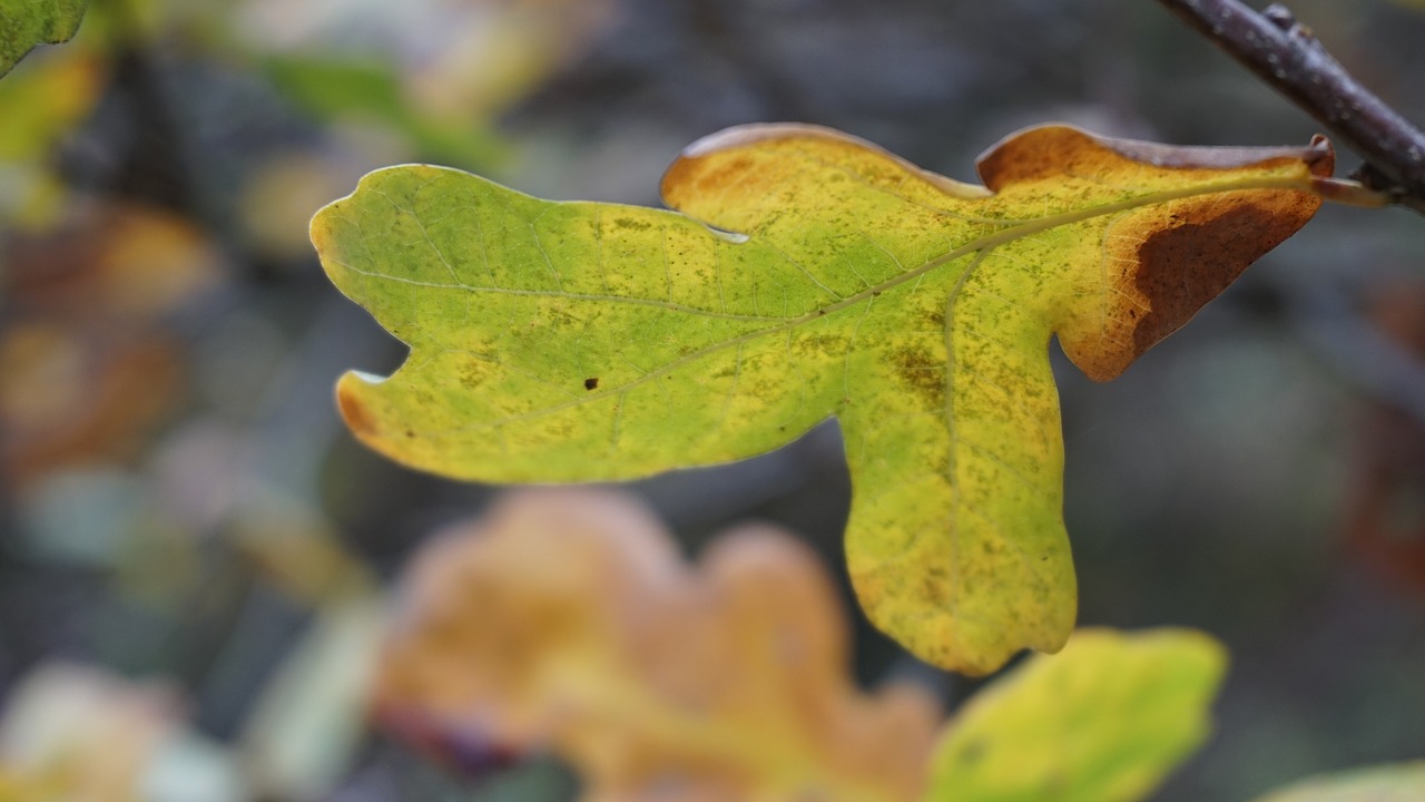 autumn  leaf  fall leaves free photo