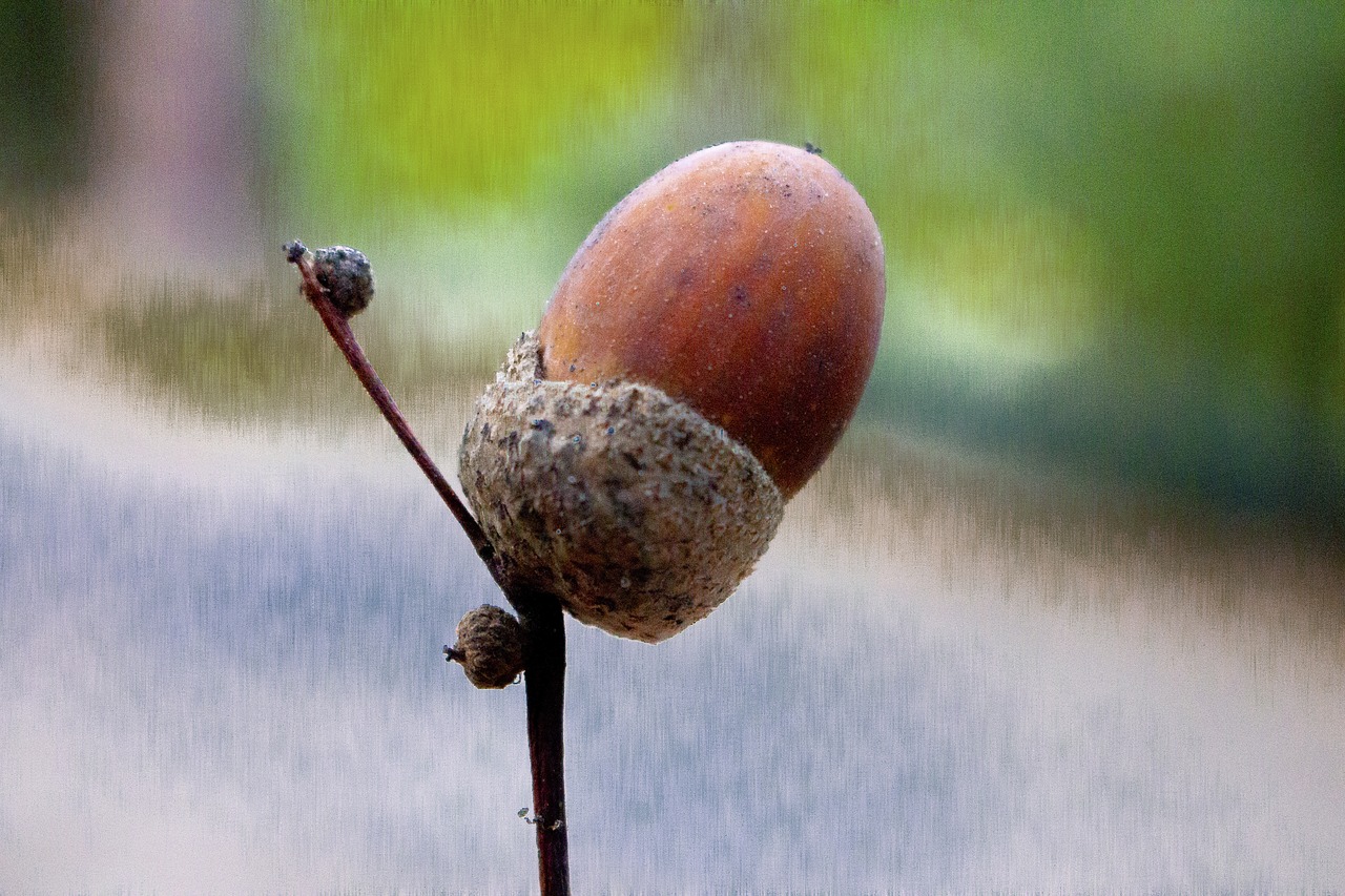 autumn  fruit  nature free photo