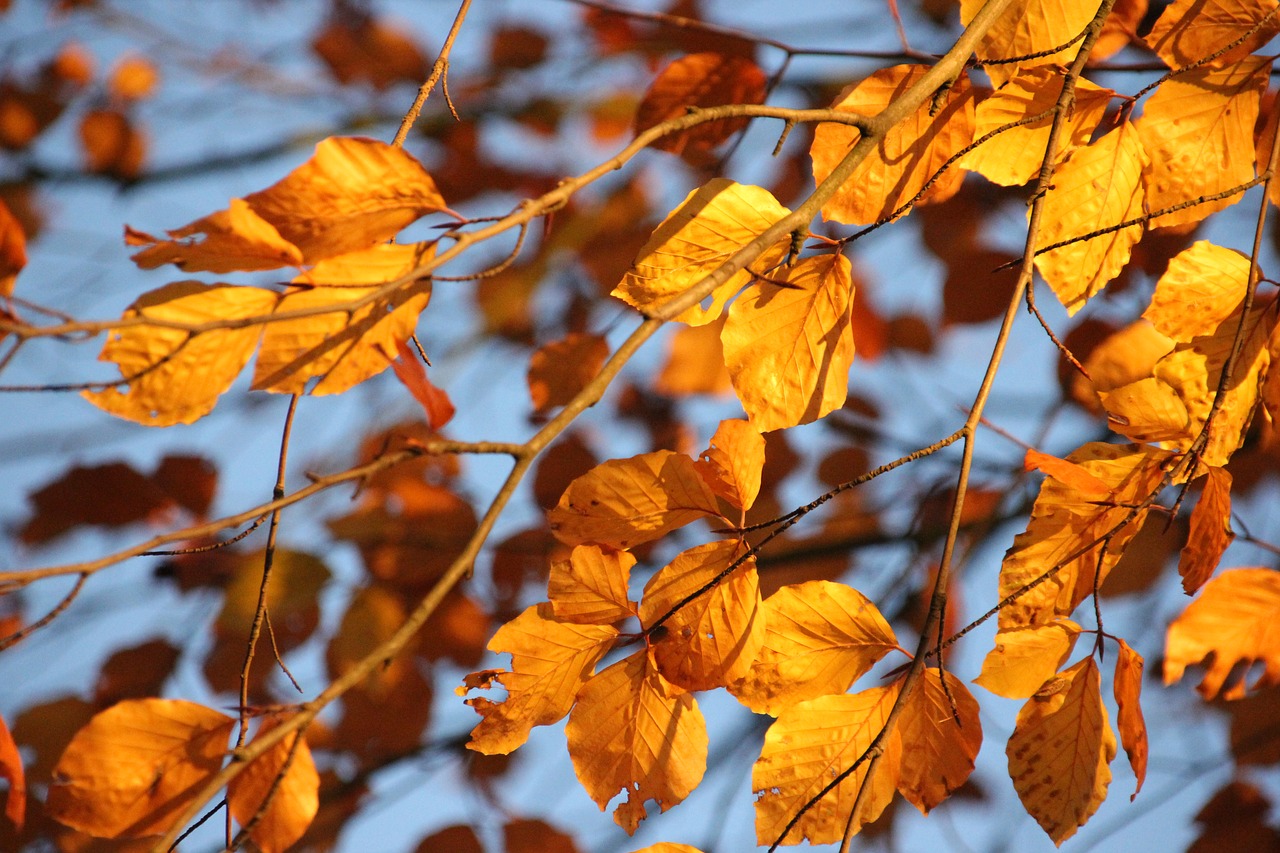 autumn  leaves  yellow free photo