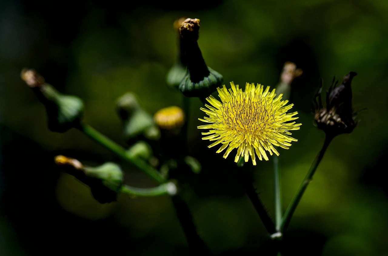 autumn  dandelion  nature free photo