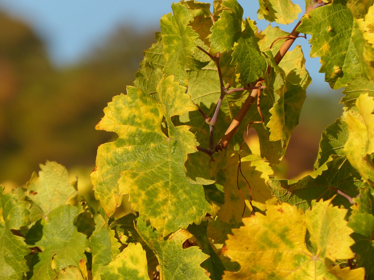 autumn  leaves  wine free photo