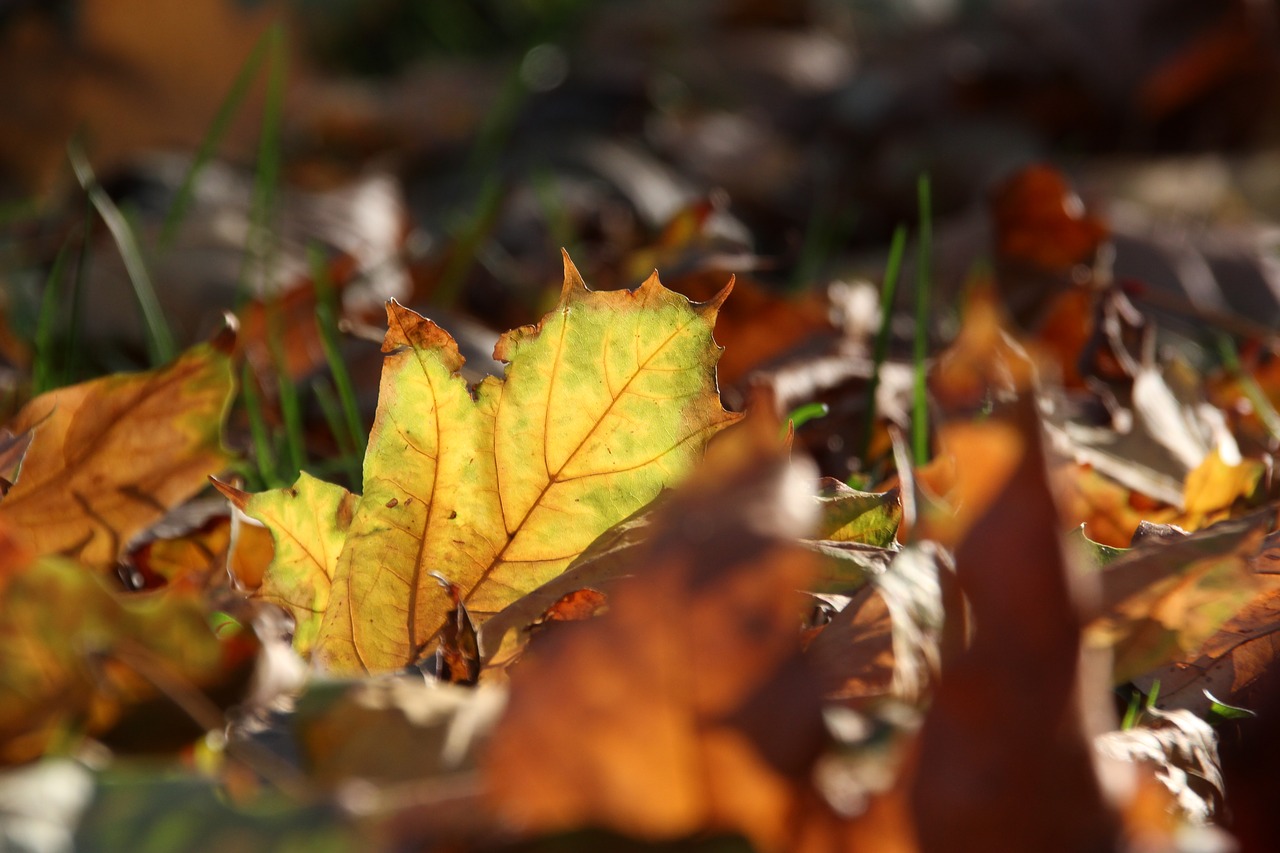 autumn  foliage  season free photo