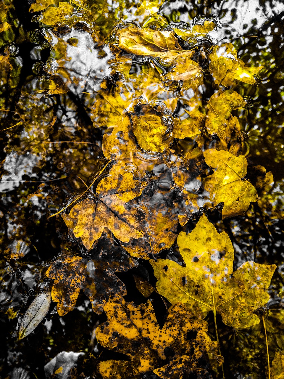 autumn  water  leaf free photo