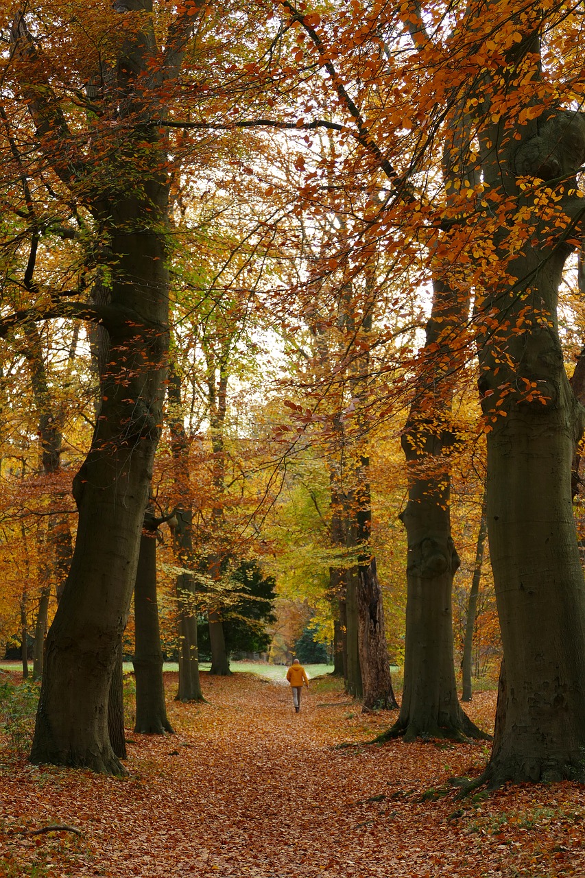 autumn  forest  trees free photo