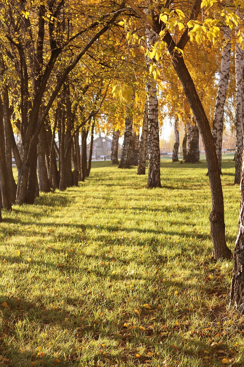 autumn  alley  nature free photo