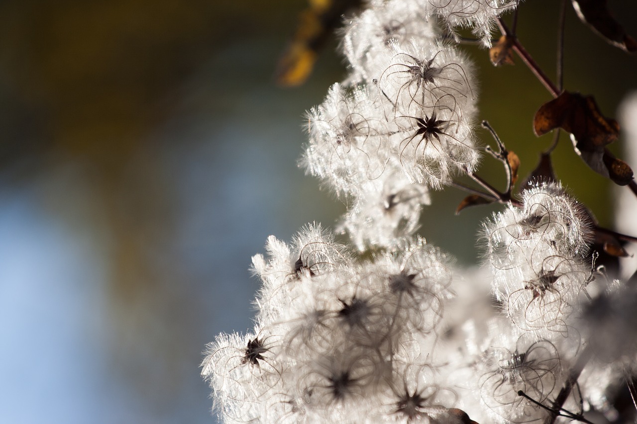 autumn  bush  plant free photo