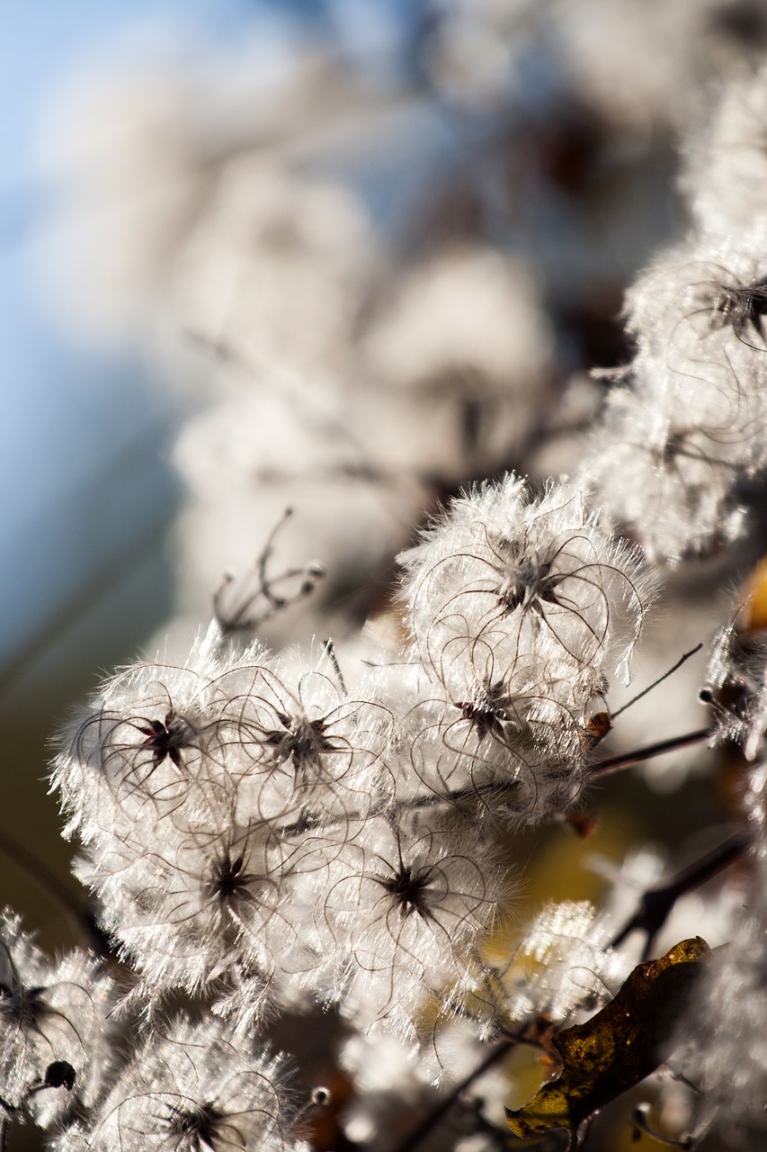 autumn  bush  plant free photo