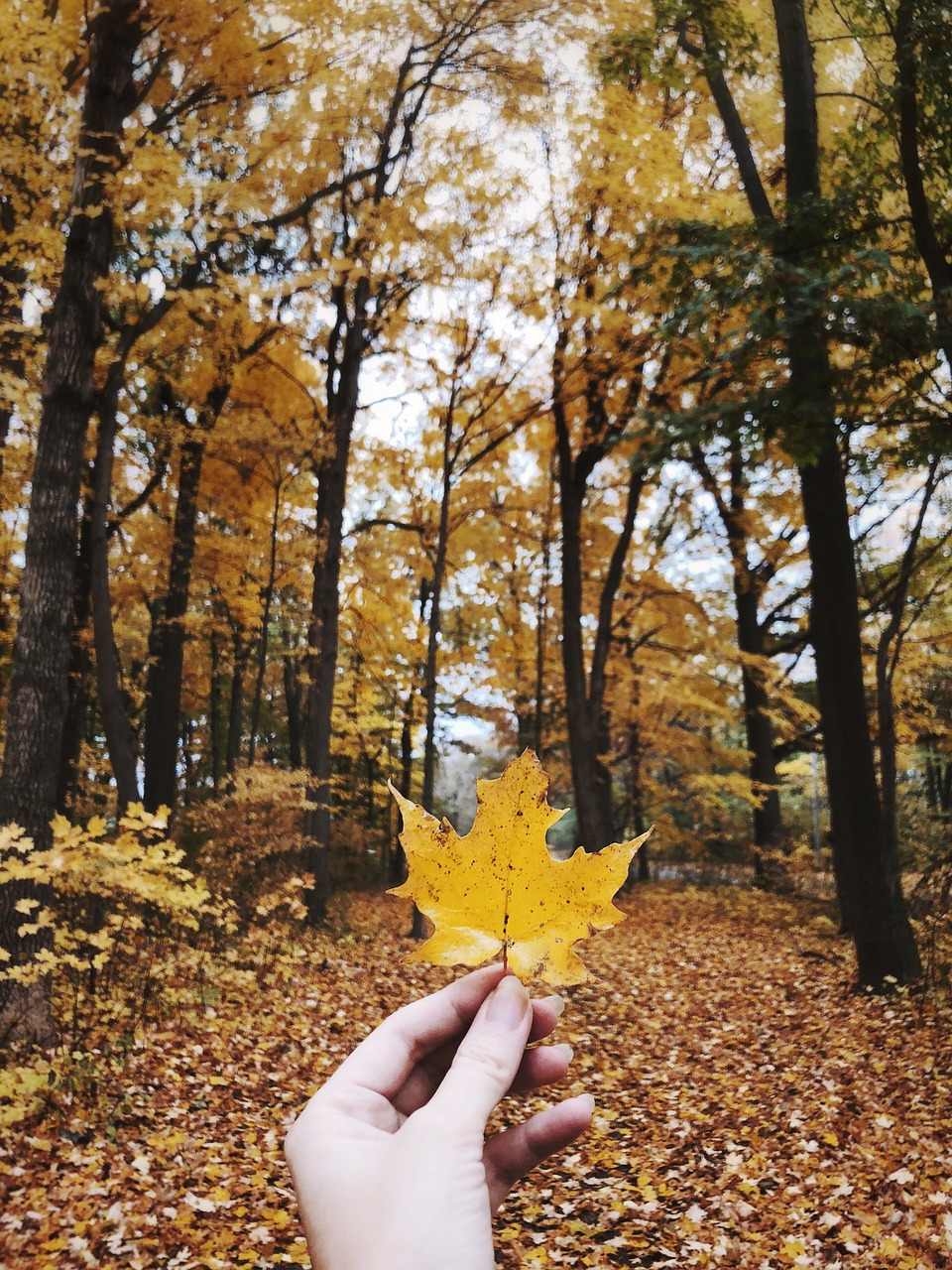 autumn  fall  orange free photo