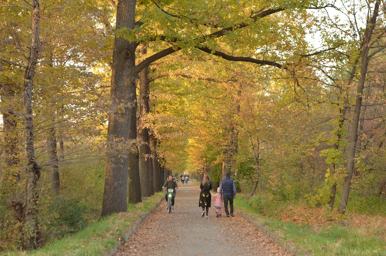 autumn  leaves  in the fall of free photo