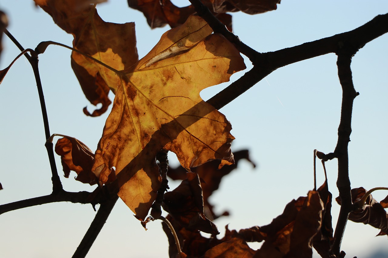 autumn  leaf  leaves free photo