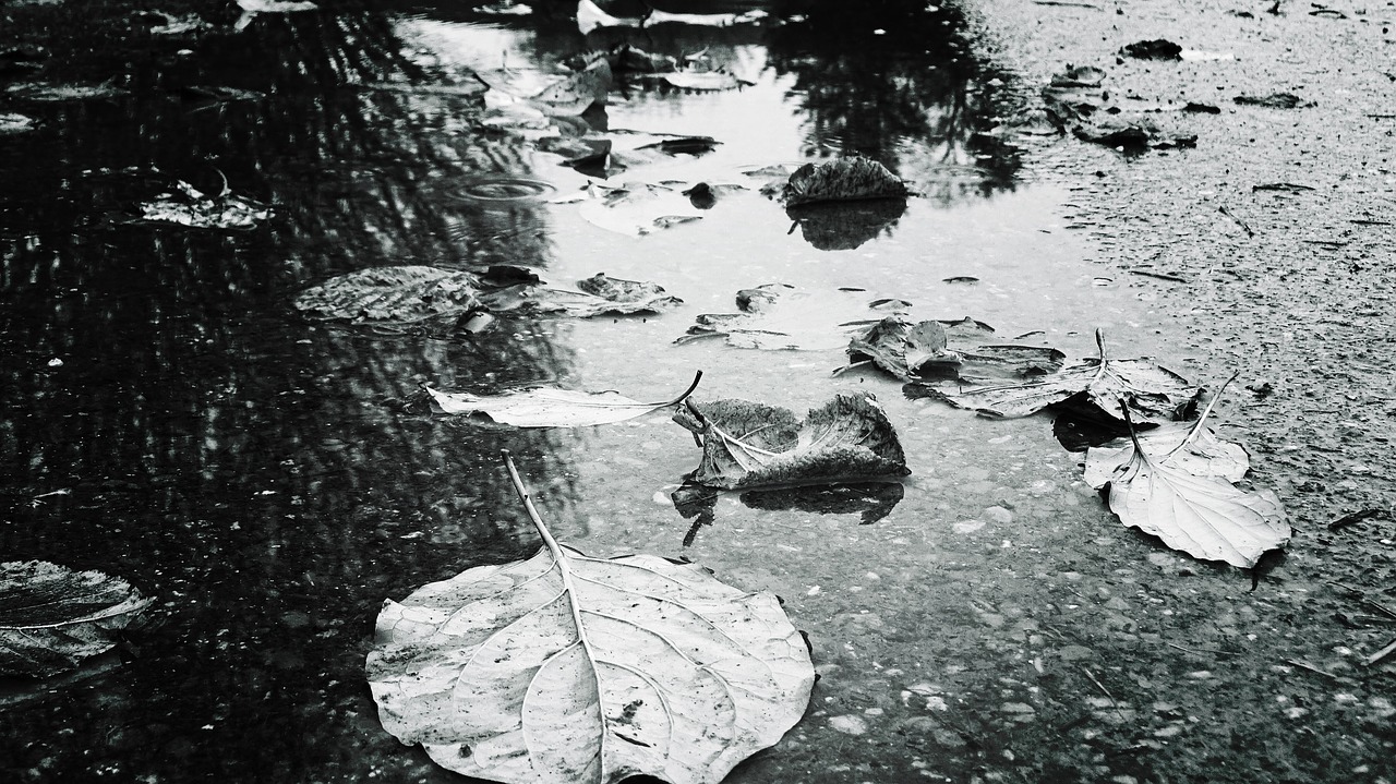 autumn  puddle  reflections free photo