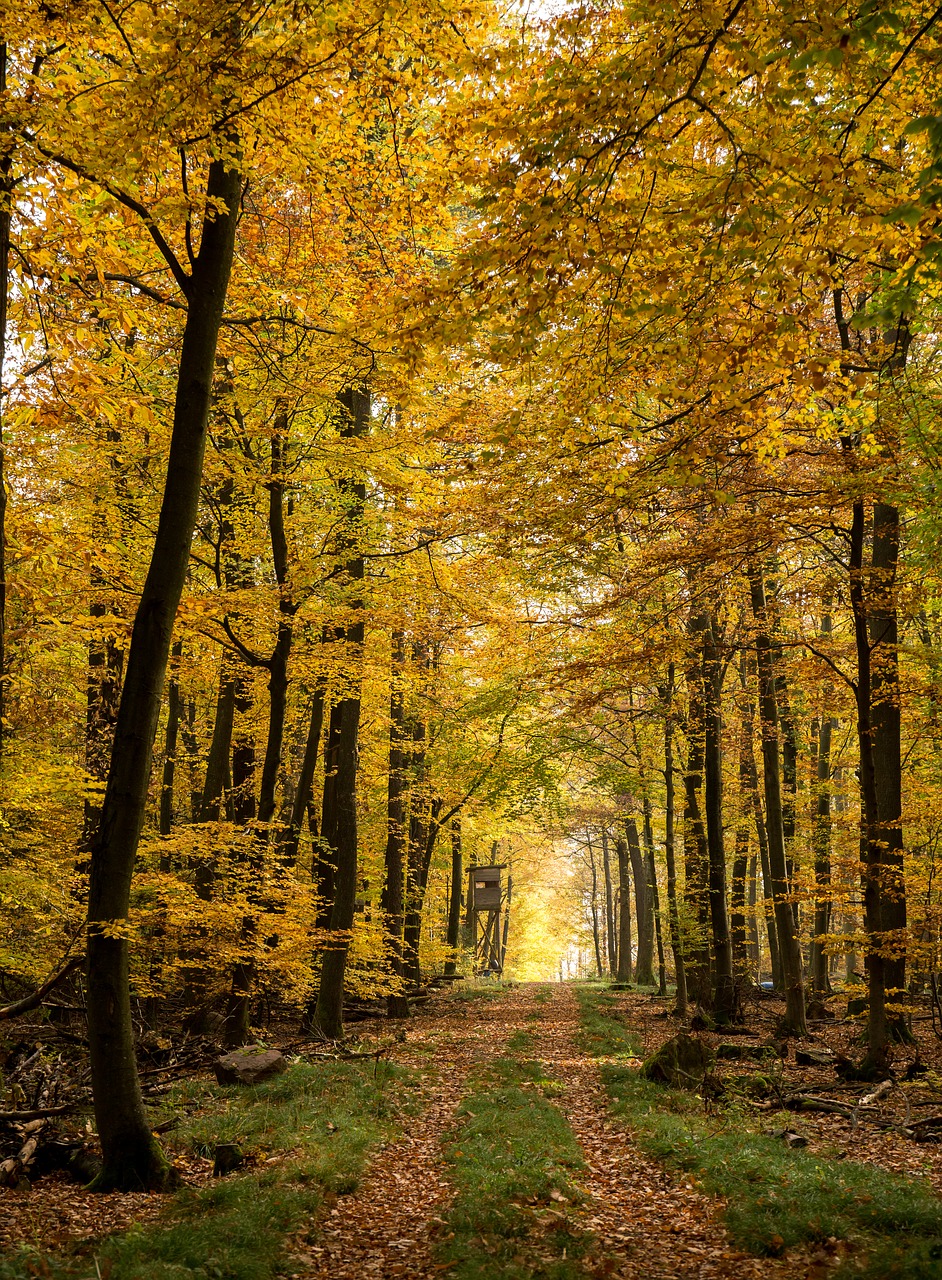 autumn  forest  fall foliage free photo