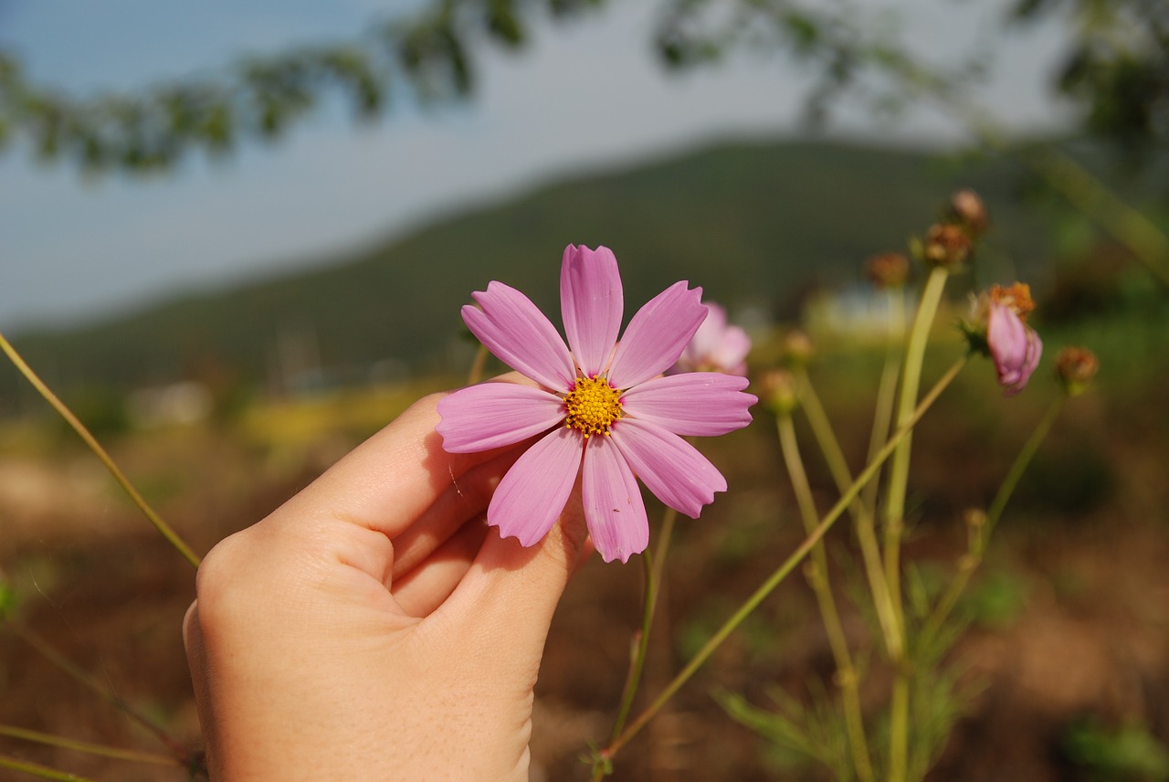 autumn  cosmos  flowers free photo