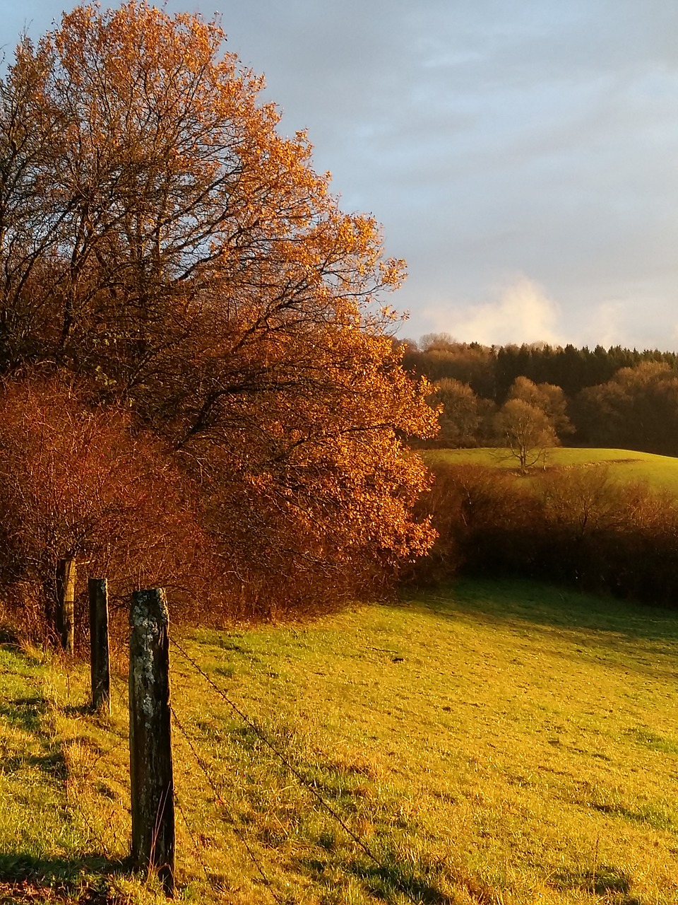 autumn  tree  nature free photo