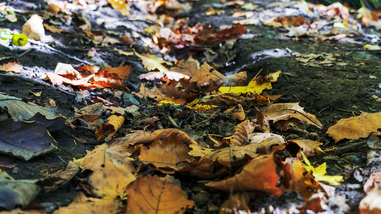 autumn  defoliation  the fall colors free photo