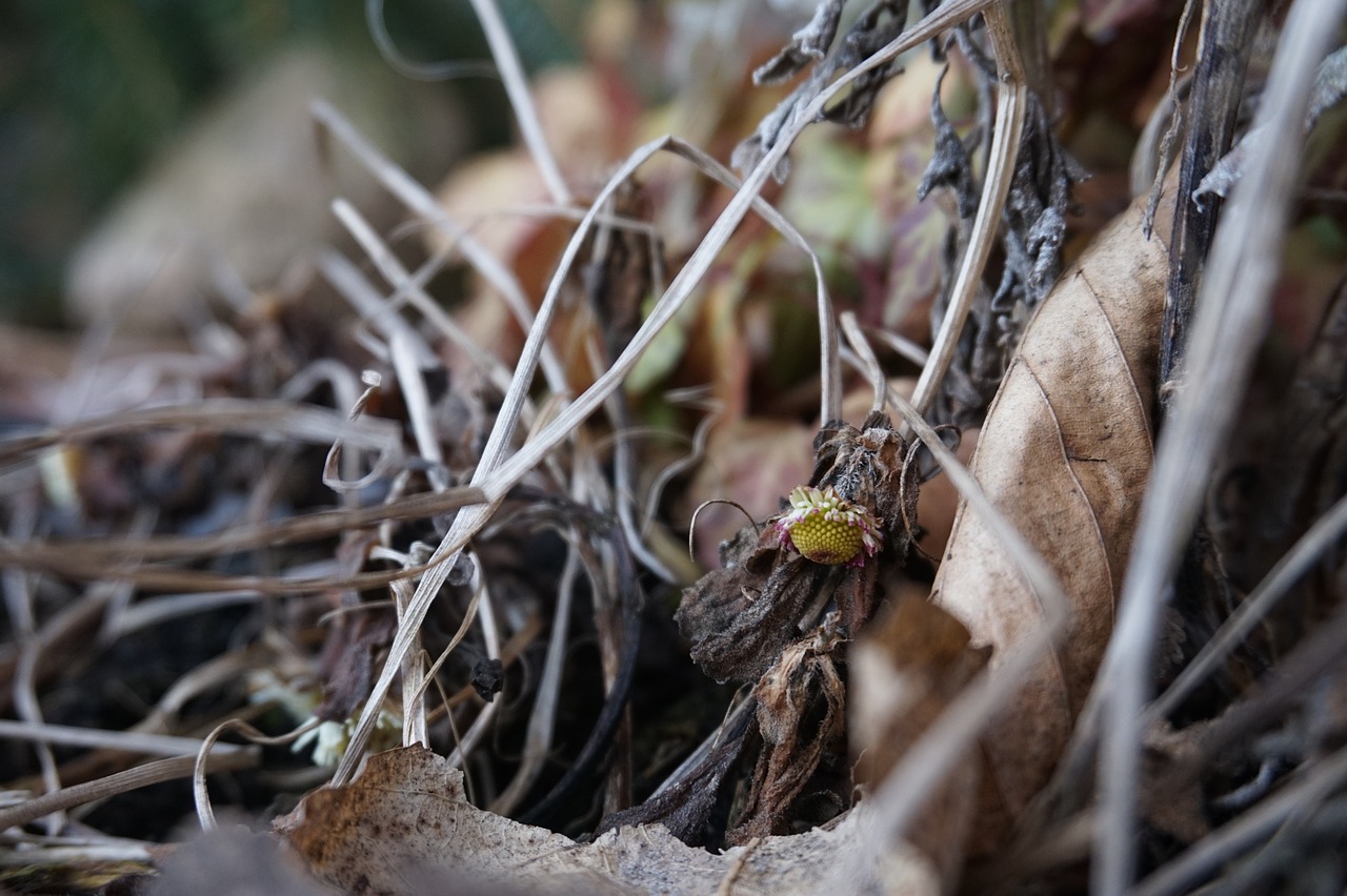 autumn  dry  leaves free photo