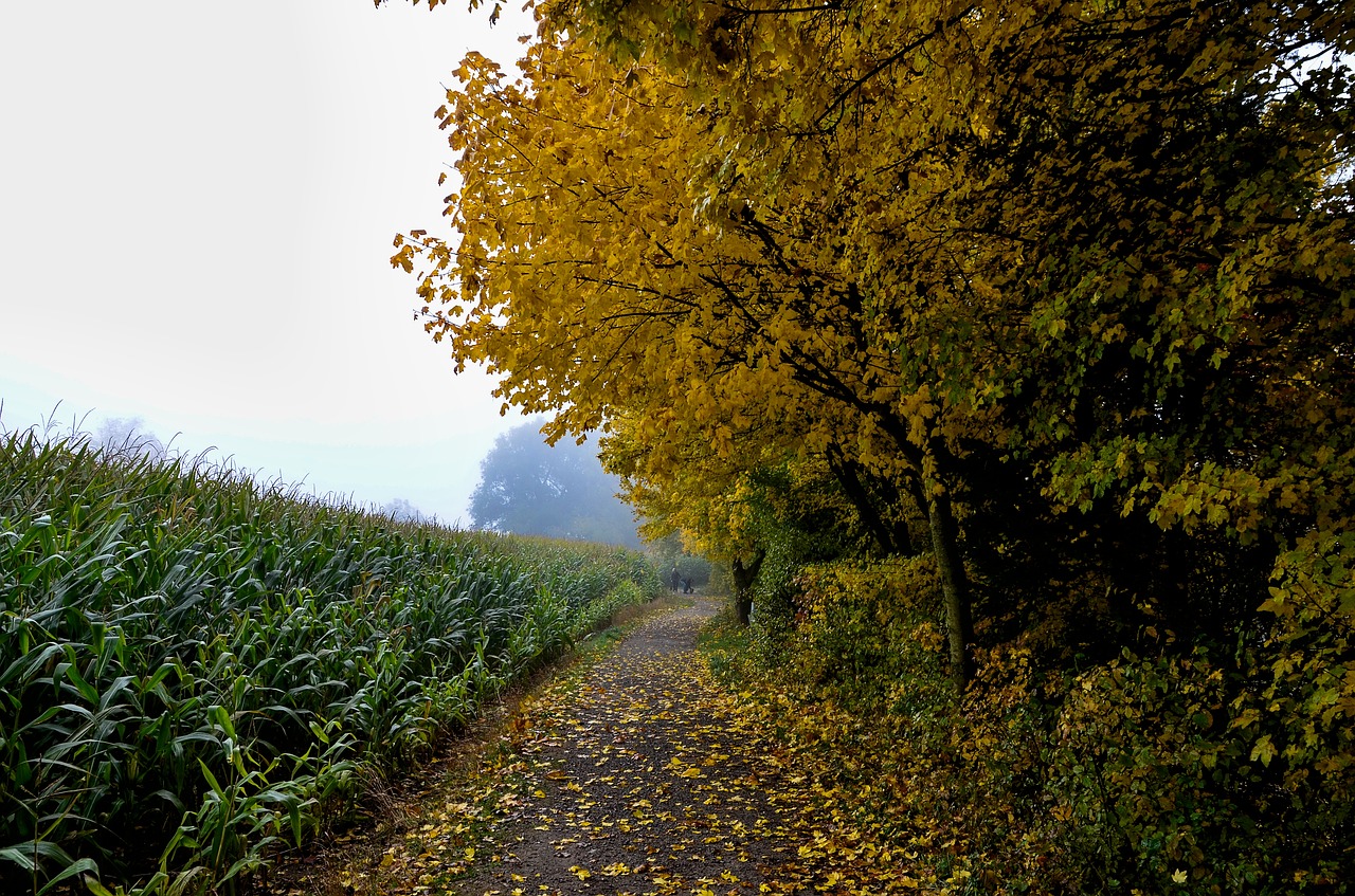 autumn  landscape  fog free photo