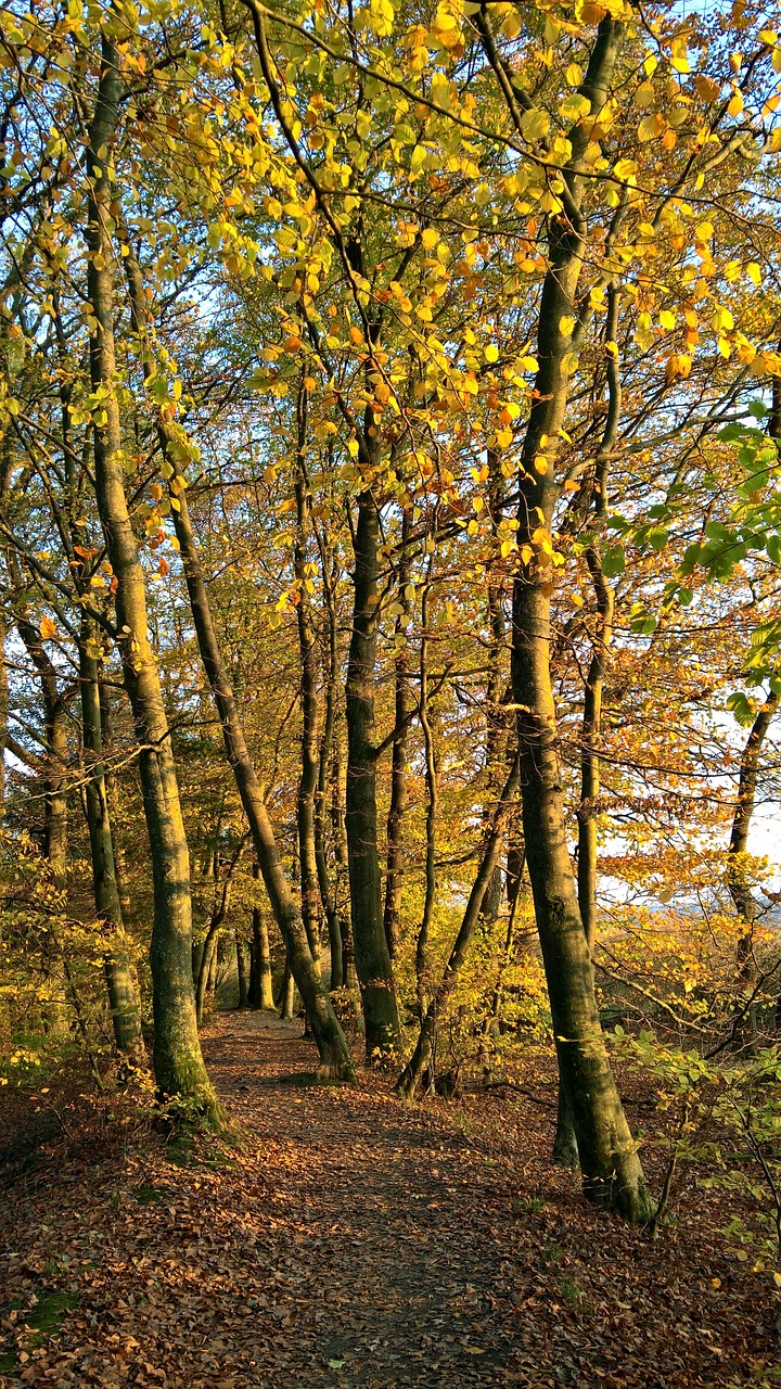 autumn  forest  sun free photo