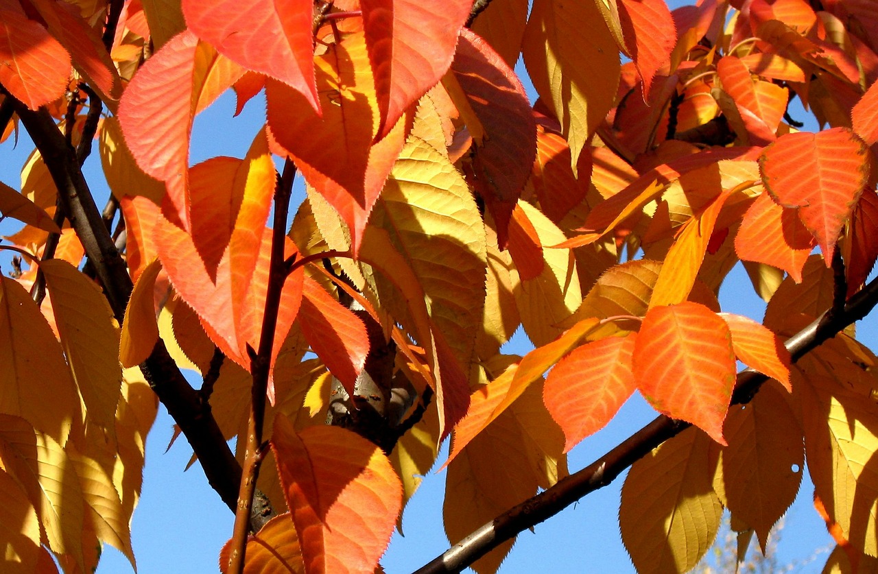 autumn foliage sky free photo