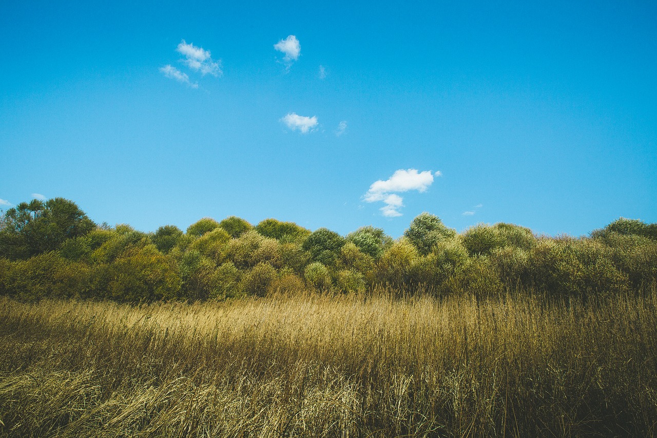 autumn  natural  minimalist free photo