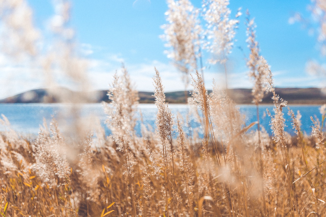 autumn  lake  natural free photo