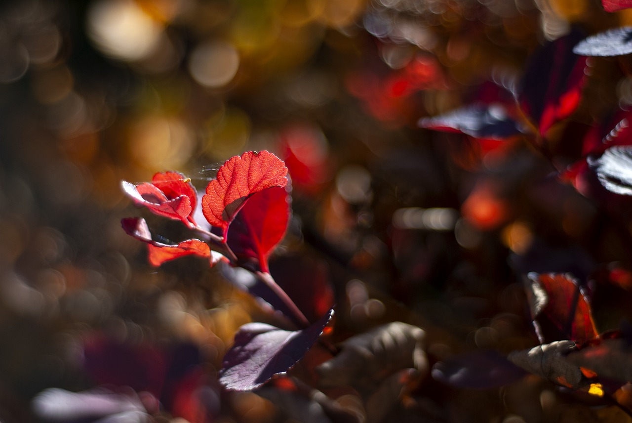 autumn  colors  leaf free photo