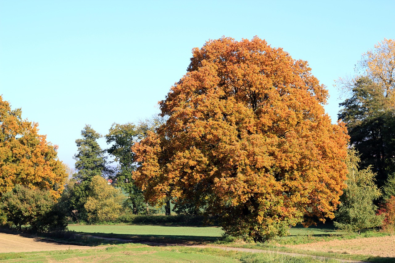 autumn tree colorful free photo