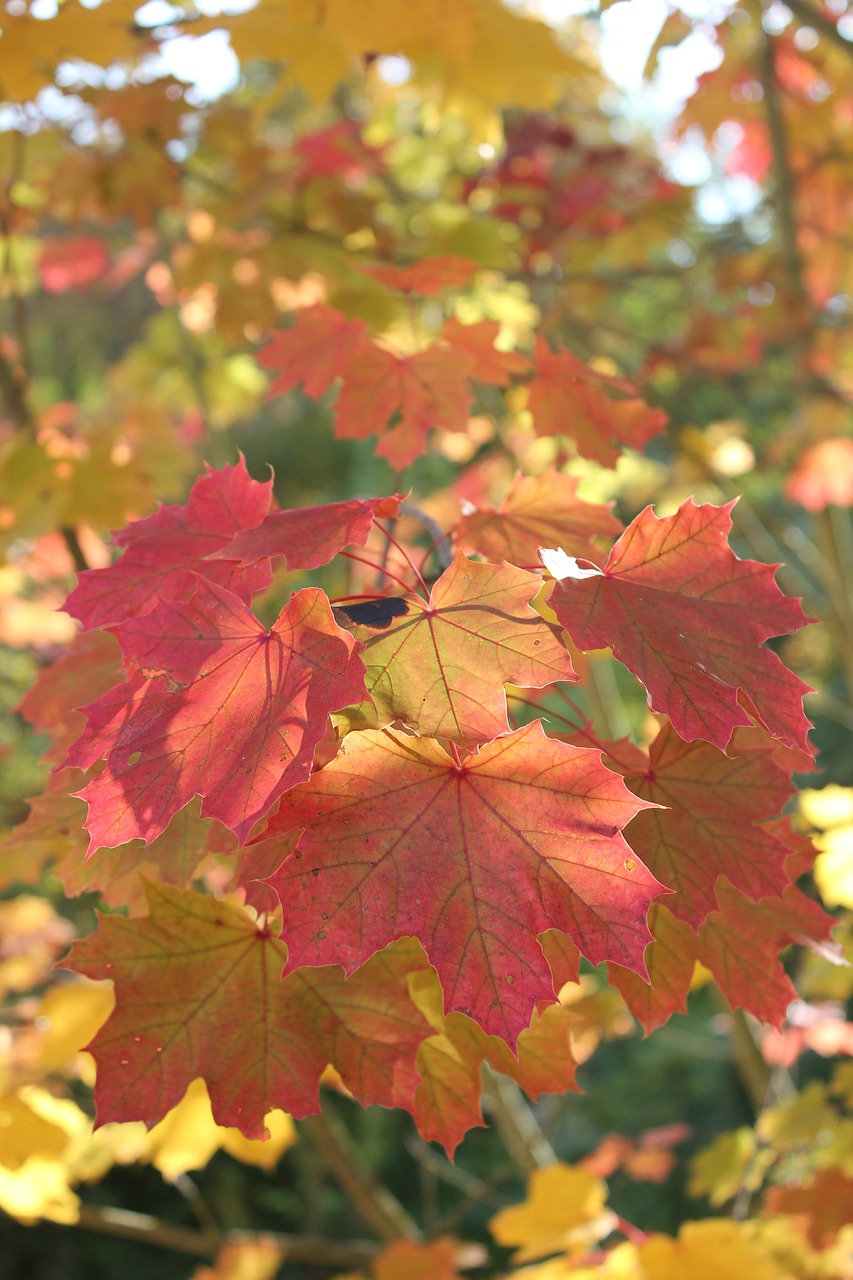 autumn  fall foliage  leaves free photo