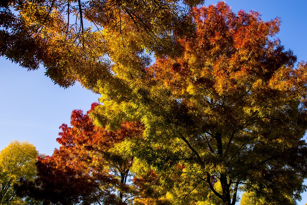 autumn  trees  colors free photo