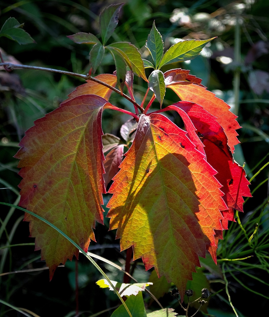 autumn yellow leaf free photo