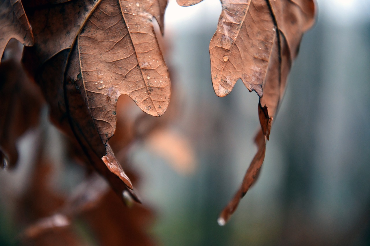 autumn  nature  leaves free photo