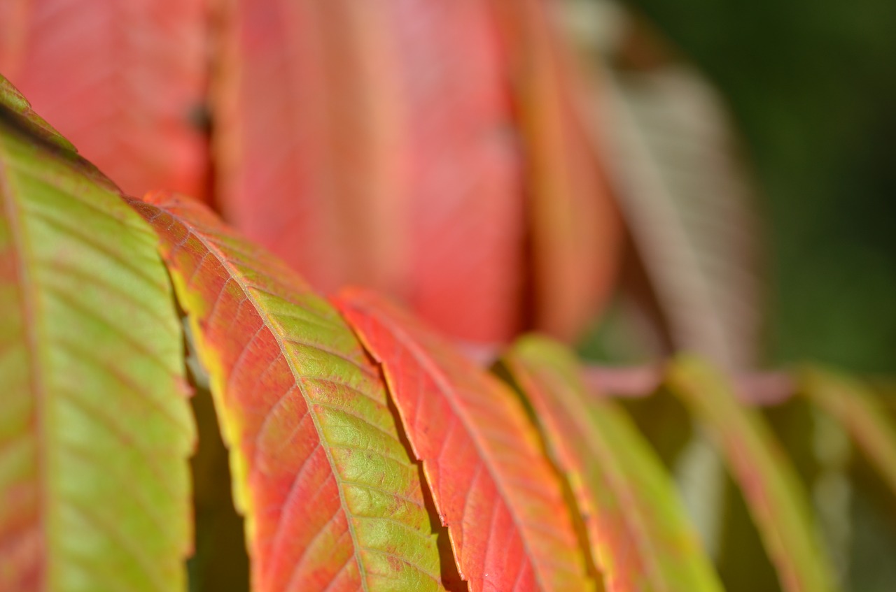 autumn  foliage  forest free photo