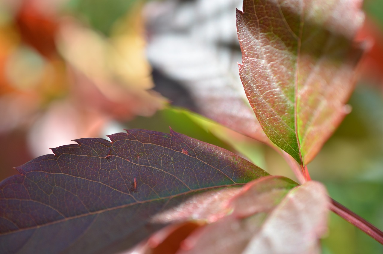 autumn  foliage  forest free photo