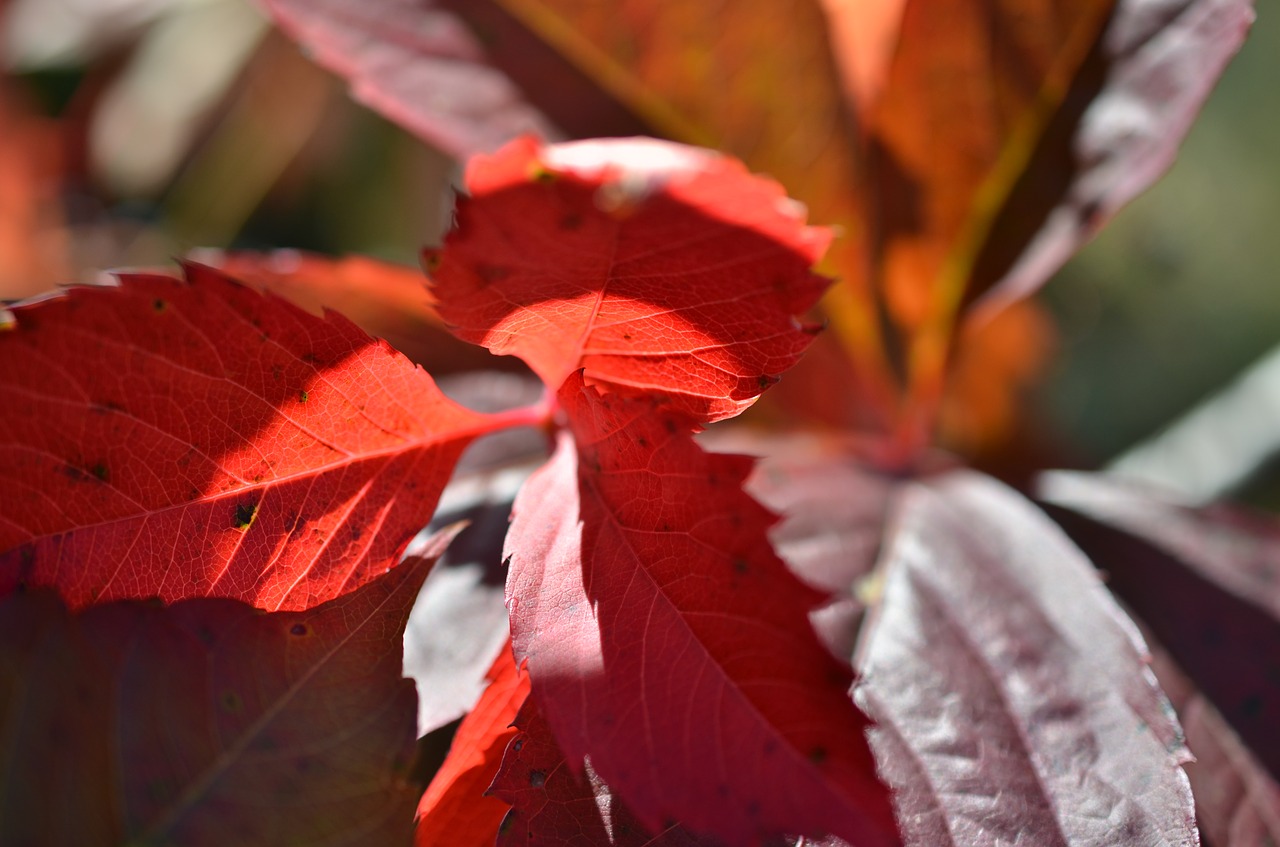 autumn  foliage  forest free photo