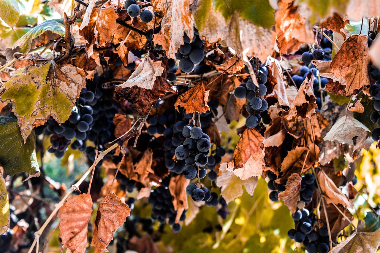 autumn  grapes  leaves free photo