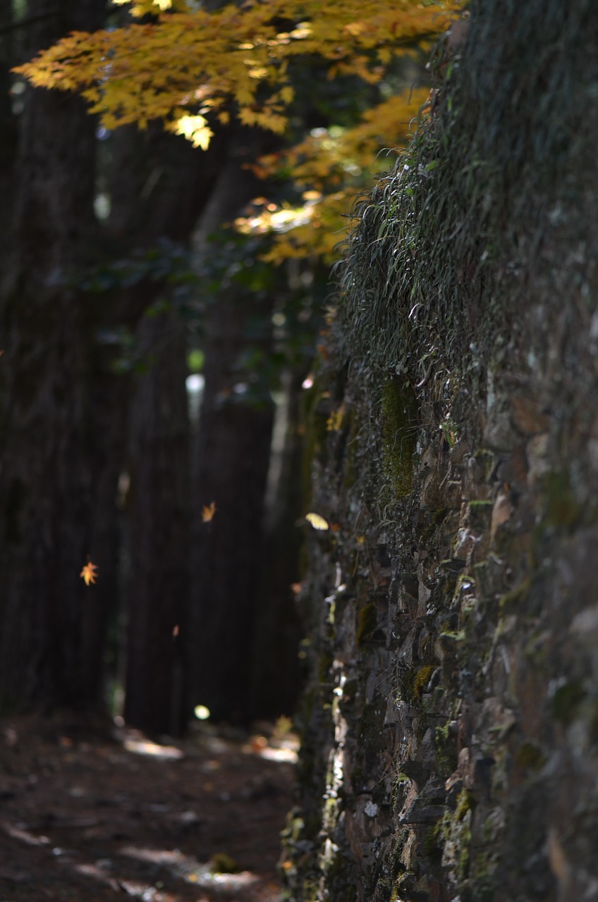 autumn  wall  texture free photo