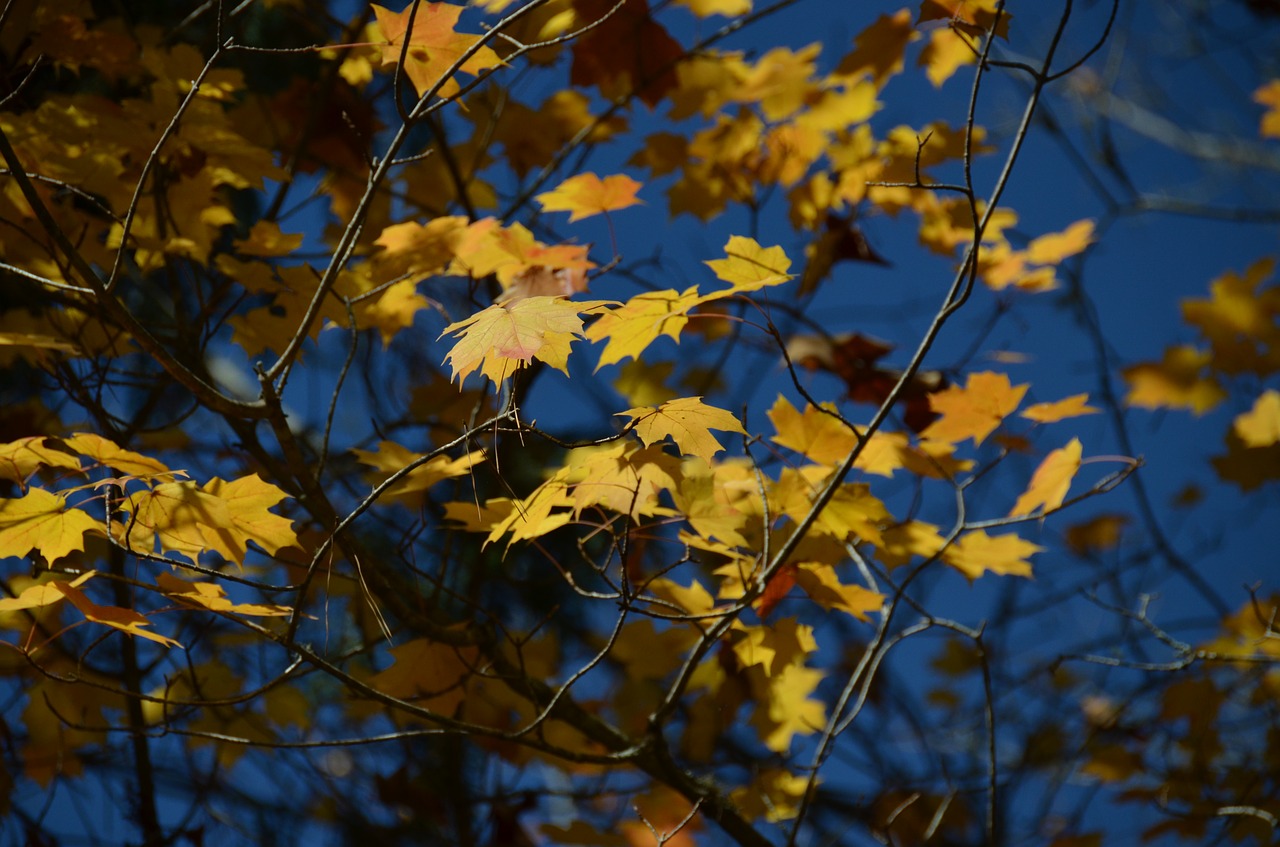 autumn  tree  leaves free photo