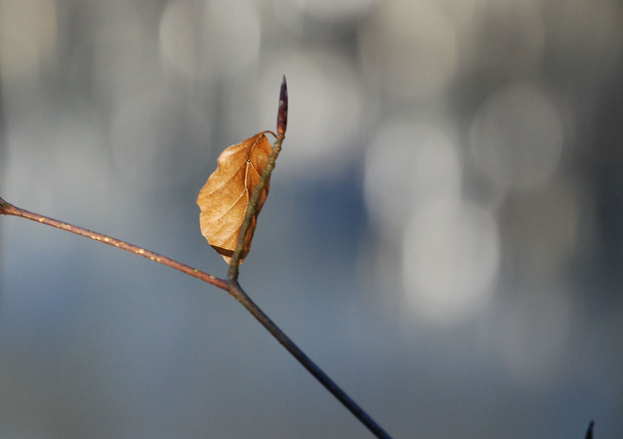 autumn leaf golden free photo