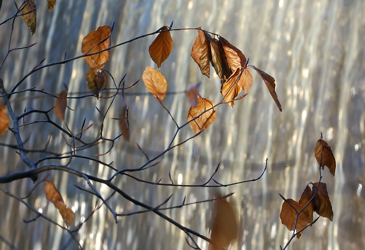 autumn leaves golden free photo