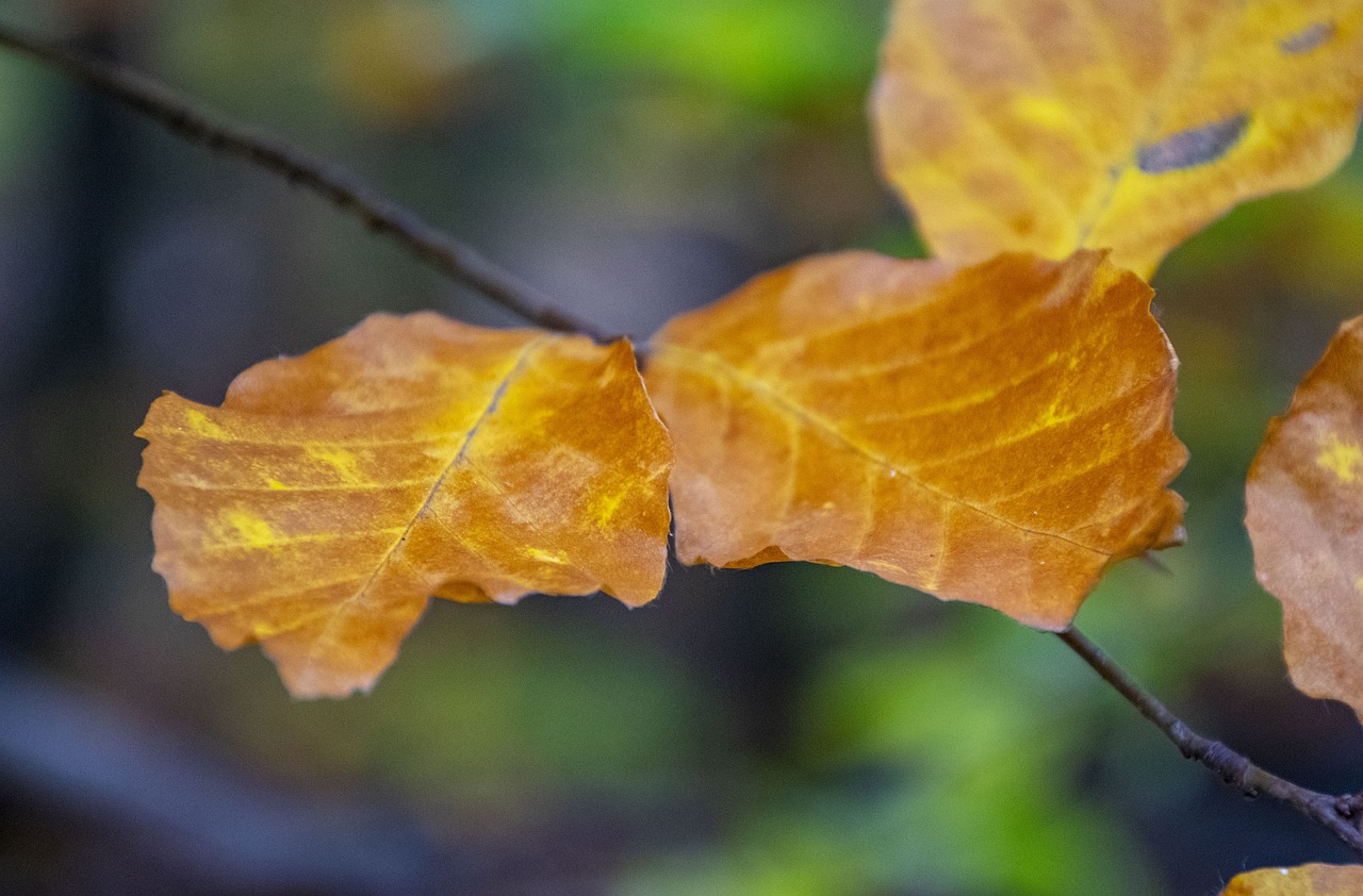 autumn  holidays  nature free photo