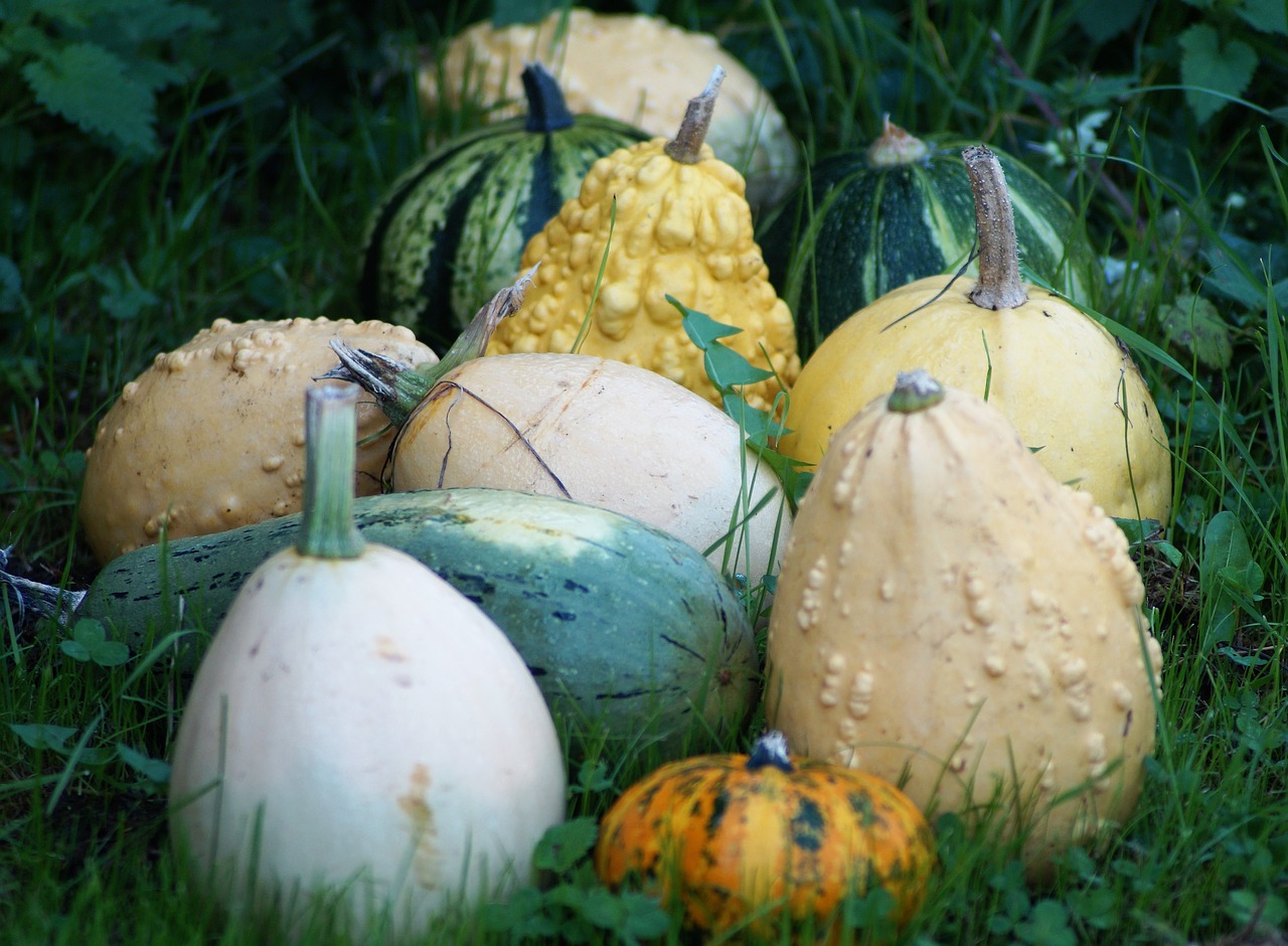 autumn  pumpkin  garden free photo