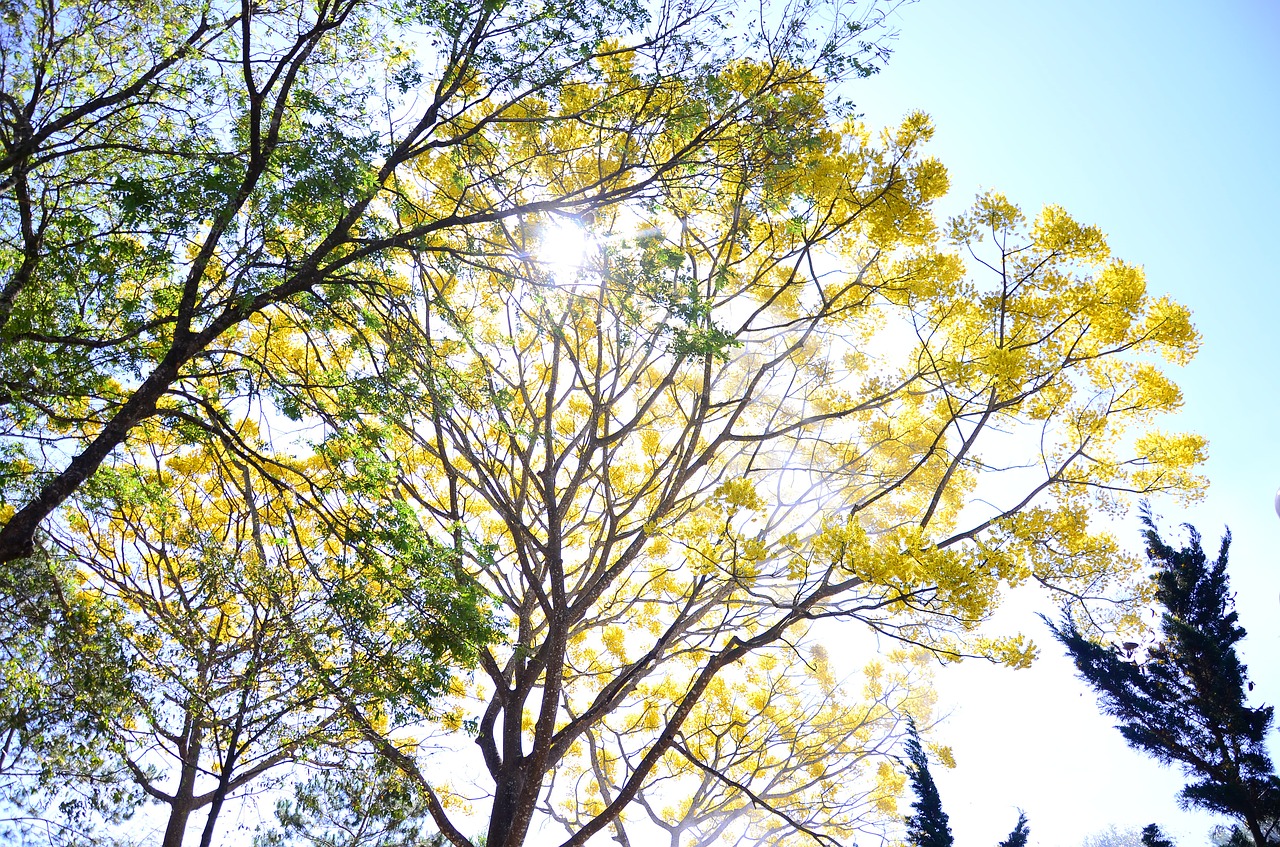 autumn  yellow flowers  phoenix flower free photo