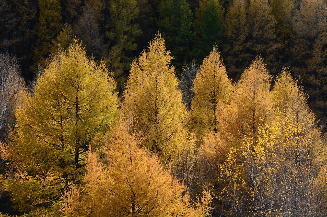 autumn  yellow  tree free photo