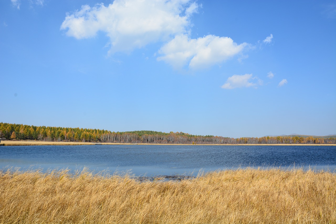 autumn  yellow  grass free photo