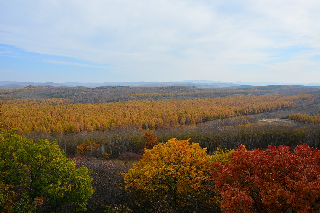 autumn  yellow  mountain free photo