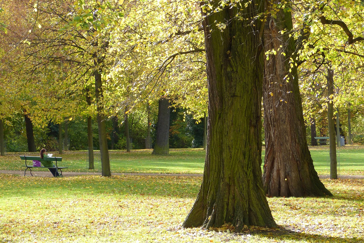 autumn park trees free photo