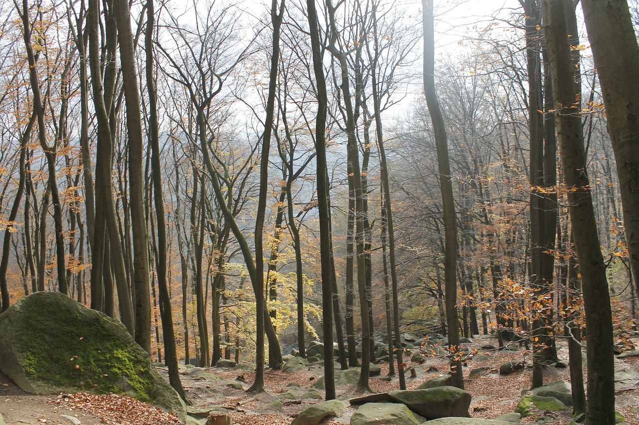 autumn trees forest free photo