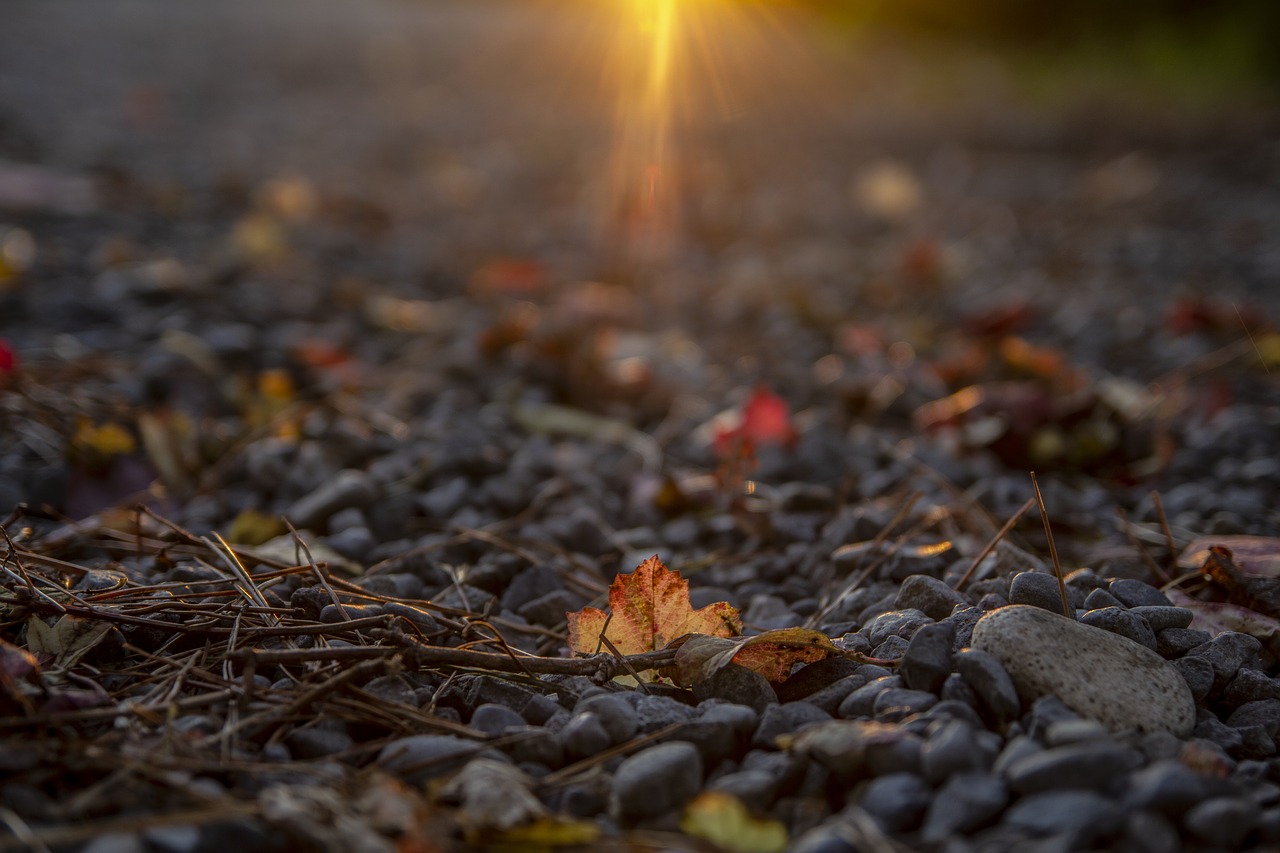 autumn  leaves  nature free photo