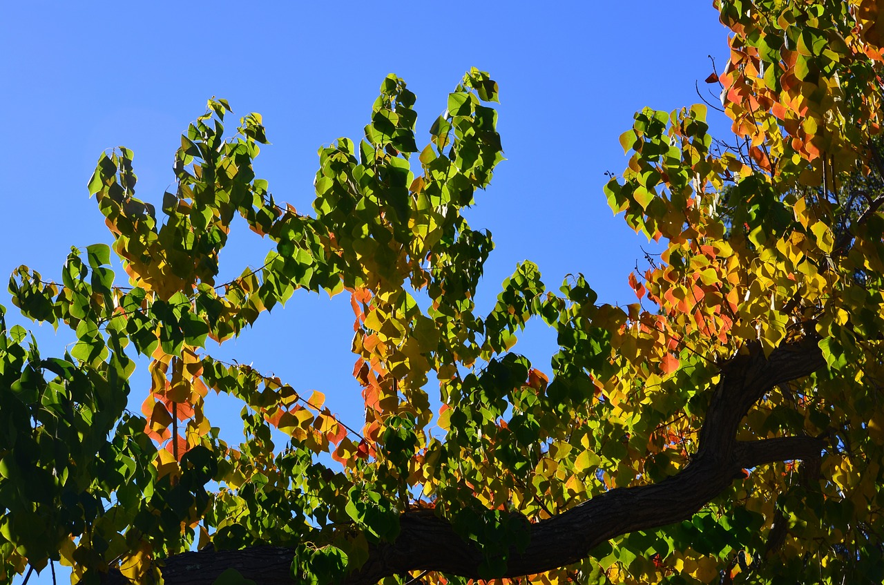 autumn leaves tree free photo