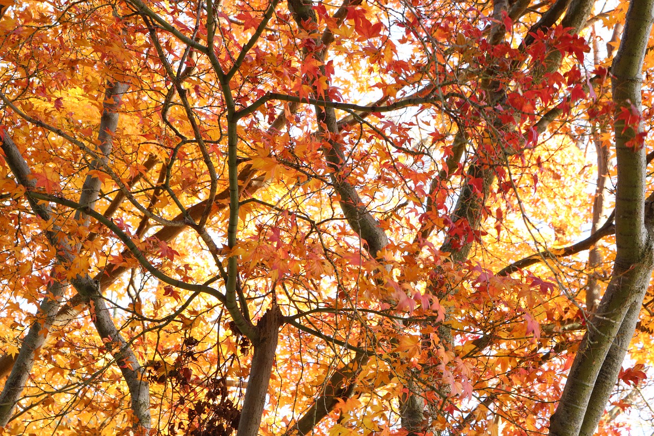 autumn  maple  leaves free photo